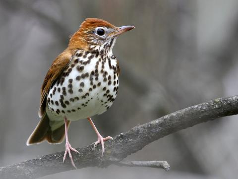 Wood Thrush